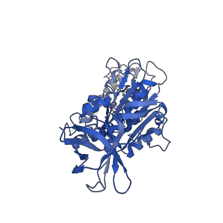 31873_7vb0_E_v1-0
V1EG domain of V/A-ATPase from Thermus thermophilus at saturated ATP-gamma-S condition, state3