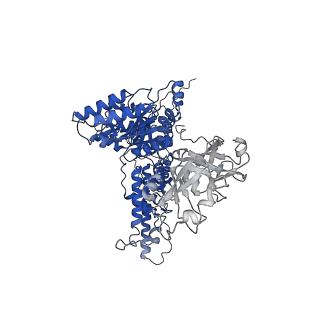 31894_7vcs_C_v1-1
Human p97 double hexamer conformer II with ATPgammaS bound