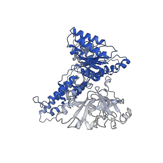 31897_7vcv_A_v1-1
Human p97 single hexamer conformer I with ATPgammaS bound