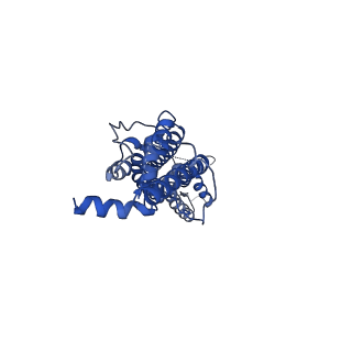 21150_6vd7_A_v1-1
Cryo-EM structure of Xenopus tropicalis pannexin 1 channel