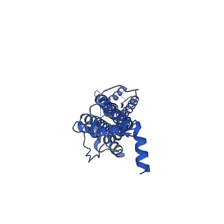 21150_6vd7_C_v1-1
Cryo-EM structure of Xenopus tropicalis pannexin 1 channel