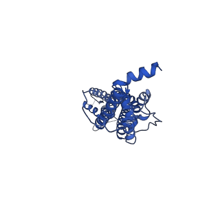 21150_6vd7_E_v1-1
Cryo-EM structure of Xenopus tropicalis pannexin 1 channel