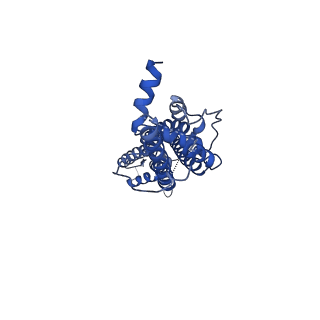 21150_6vd7_F_v1-1
Cryo-EM structure of Xenopus tropicalis pannexin 1 channel