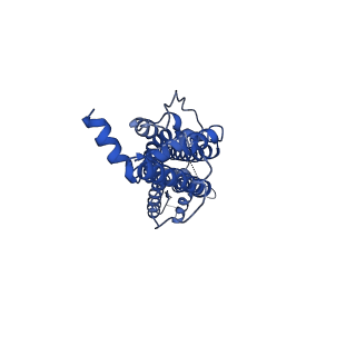21150_6vd7_G_v1-1
Cryo-EM structure of Xenopus tropicalis pannexin 1 channel