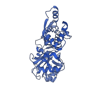 21155_6vec_I_v1-1
Cryo-EM structure of F-actin/Plastin2-ABD2 complex