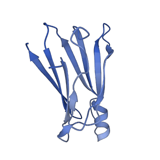 43160_8ve0_A_v1-1
Human transthyretin covalently modified with A2-derived stilbene in the compressed conformation