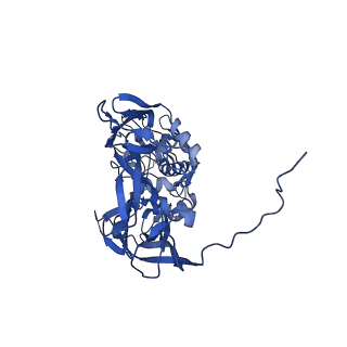 31950_7vfe_A_v1-1
Cryo-EM structure of Vaccinia virus scaffolding protein D13 with N-terminal polyhistidine tag