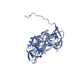 31951_7vff_B_v1-1
Cryo-EM structure of Vaccinia virus scaffolding protein D13 with N-terminal 17 residue truncation