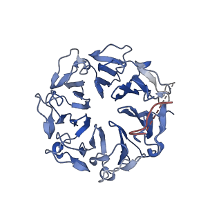31968_7vgg_B_v1-1
Cryo-EM structure of Ultraviolet-B activated UVR8 in complex with COP1
