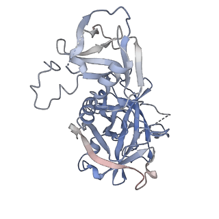43224_8vgt_B_v1-0
Structure of the HKU1 RBD bound to the human TMPRSS2 receptor