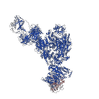 43284_8vjk_A_v1-0
Structure of mouse RyR1 (high-Ca2+/CFF/ATP dataset)