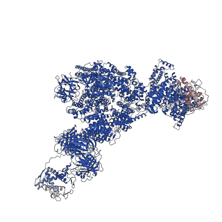 43284_8vjk_B_v1-0
Structure of mouse RyR1 (high-Ca2+/CFF/ATP dataset)