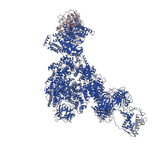 43284_8vjk_C_v1-0
Structure of mouse RyR1 (high-Ca2+/CFF/ATP dataset)