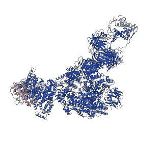 43284_8vjk_D_v1-0
Structure of mouse RyR1 (high-Ca2+/CFF/ATP dataset)
