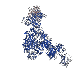 43304_8vk4_B_v1-0
Structure of mouse RyR1 in complex with S100A1 (high-Ca2+/CFF/ATP dataset)