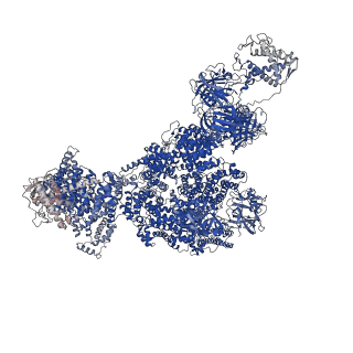 43304_8vk4_C_v1-0
Structure of mouse RyR1 in complex with S100A1 (high-Ca2+/CFF/ATP dataset)