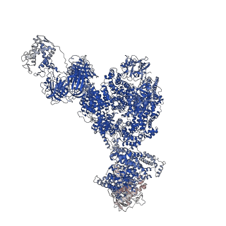 43304_8vk4_D_v1-0
Structure of mouse RyR1 in complex with S100A1 (high-Ca2+/CFF/ATP dataset)
