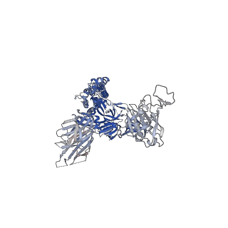 43321_8vkl_A_v1-0
Cryo-EM structure of SARS-CoV-2 XBB.1.5 spike protein in complex with mouse ACE2 (conformation 2)