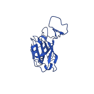 43323_8vkn_A_v1-0
Cryo-EM structure of SARS-CoV-2 XBB.1.5 spike protein in complex with mouse ACE2 (focused refinement of RBD and mouse ACE2)