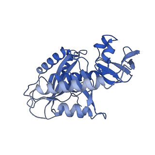21233_6vlz_7_v1-1
Structure of the human mitochondrial ribosome-EF-G1 complex (ClassI)
