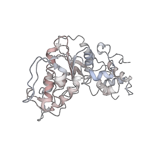 21233_6vlz_AX_v1-2
Structure of the human mitochondrial ribosome-EF-G1 complex (ClassI)