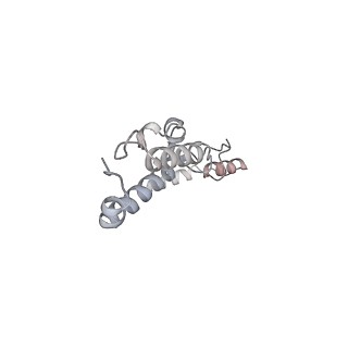 21233_6vlz_AY_v1-2
Structure of the human mitochondrial ribosome-EF-G1 complex (ClassI)