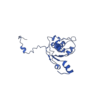 21233_6vlz_K_v1-2
Structure of the human mitochondrial ribosome-EF-G1 complex (ClassI)