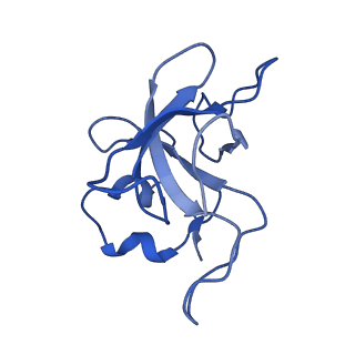 21233_6vlz_L_v1-2
Structure of the human mitochondrial ribosome-EF-G1 complex (ClassI)