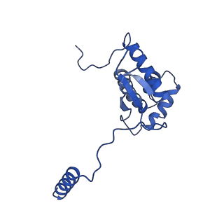 21233_6vlz_O_v1-1
Structure of the human mitochondrial ribosome-EF-G1 complex (ClassI)