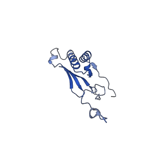 21233_6vlz_P_v1-2
Structure of the human mitochondrial ribosome-EF-G1 complex (ClassI)