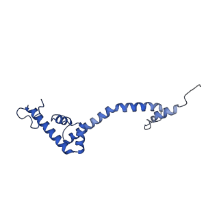 21233_6vlz_R_v1-1
Structure of the human mitochondrial ribosome-EF-G1 complex (ClassI)