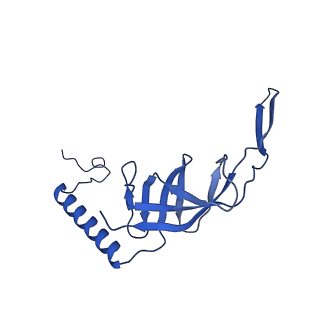 21233_6vlz_S_v1-1
Structure of the human mitochondrial ribosome-EF-G1 complex (ClassI)