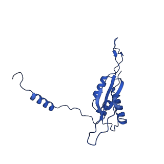 21233_6vlz_T_v1-1
Structure of the human mitochondrial ribosome-EF-G1 complex (ClassI)