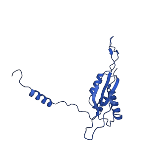 21233_6vlz_T_v1-2
Structure of the human mitochondrial ribosome-EF-G1 complex (ClassI)