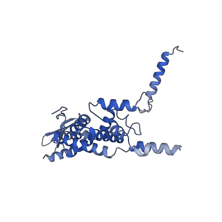 21233_6vlz_c_v1-1
Structure of the human mitochondrial ribosome-EF-G1 complex (ClassI)