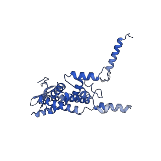 21233_6vlz_c_v1-2
Structure of the human mitochondrial ribosome-EF-G1 complex (ClassI)