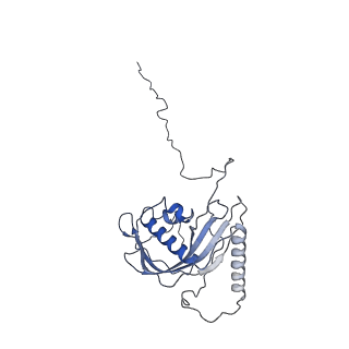 21233_6vlz_d_v1-1
Structure of the human mitochondrial ribosome-EF-G1 complex (ClassI)