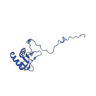 21233_6vlz_g_v1-2
Structure of the human mitochondrial ribosome-EF-G1 complex (ClassI)