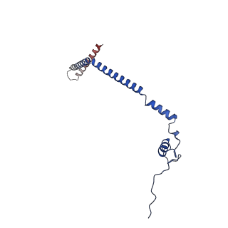 21233_6vlz_q_v1-2
Structure of the human mitochondrial ribosome-EF-G1 complex (ClassI)