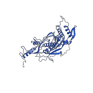 21233_6vlz_s_v1-1
Structure of the human mitochondrial ribosome-EF-G1 complex (ClassI)