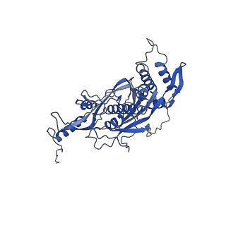 21233_6vlz_s_v1-2
Structure of the human mitochondrial ribosome-EF-G1 complex (ClassI)