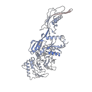 21233_6vlz_v_v1-1
Structure of the human mitochondrial ribosome-EF-G1 complex (ClassI)