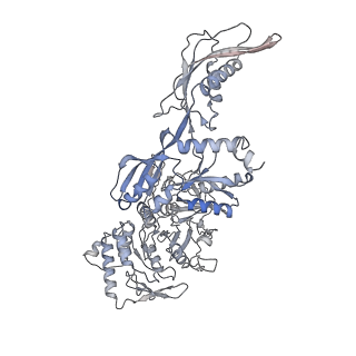 21233_6vlz_v_v1-2
Structure of the human mitochondrial ribosome-EF-G1 complex (ClassI)