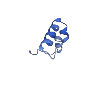21242_6vmi_2_v1-1
Structure of the human mitochondrial ribosome-EF-G1 complex (ClassIII)