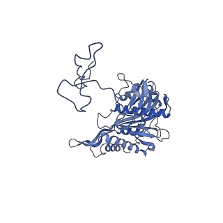 21242_6vmi_5_v1-1
Structure of the human mitochondrial ribosome-EF-G1 complex (ClassIII)
