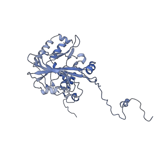 21242_6vmi_6_v1-1
Structure of the human mitochondrial ribosome-EF-G1 complex (ClassIII)