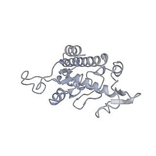 21242_6vmi_AB_v1-1
Structure of the human mitochondrial ribosome-EF-G1 complex (ClassIII)