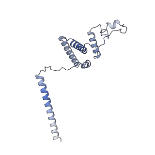 21242_6vmi_AL_v1-1
Structure of the human mitochondrial ribosome-EF-G1 complex (ClassIII)