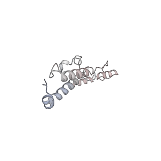 21242_6vmi_AY_v1-1
Structure of the human mitochondrial ribosome-EF-G1 complex (ClassIII)