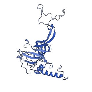 21242_6vmi_E_v1-1
Structure of the human mitochondrial ribosome-EF-G1 complex (ClassIII)